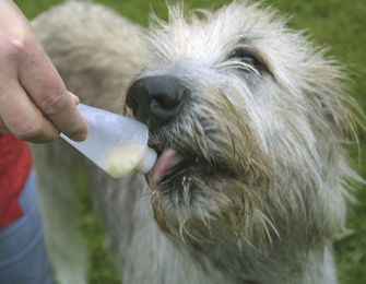 Origin Outdoors Squeeze tube Karmniki treningowe do wielokrotnego napełniania dla psów, 2 szt. 200 ml